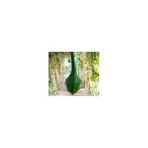 8 Caveman Gourd Seeds-1234 - £3.18 GBP