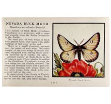 Nevada Buck Moth 1934 Butterflies Of America Antique Insect Art PCBG14C - £15.79 GBP