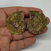 31.8g, 1.6&quot;x1.3&quot;x0.4&quot;, 1 Pair Half Cut Ammonite Polished Mineral @Madagascar,F22 - £6.39 GBP