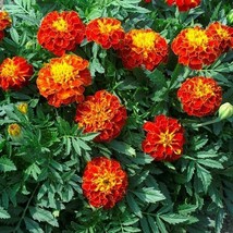 French Marigold Panther Beneficial Edible Dwarf Butterflies 100 Seeds - $8.99