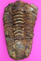 Trilobite Fossil 450 Million Years Old Morroco Guaranteed Real Dino Girl... - $29.99