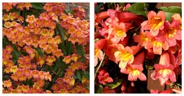 Rooted Starter Plant Bignonia &quot;Tangerine Beauty&quot; Crossvine Attracts Butterflies - £35.54 GBP