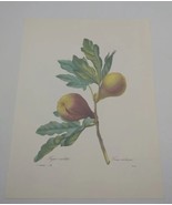 P J Redoute Beautiful Flowers Violet Fig Botanical Art Print Book Plate 38 - £9.40 GBP