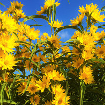 New Fresh Seeds Maximilian Sunflower Prairie Sun Flower Perennial Wildfl... - $7.90