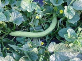 10 Snake Gourd Multicolored Craft Gourd Lagenaria Siceraria Vine Seeds From US - £6.45 GBP