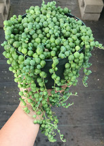 6” Pot Rare Succulent Plant Senecio Rowleyanus String of Pearls Full - $76.50