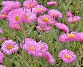 50+ Erigeron Flower Seeds Pink Jewel A372 Fresh - £7.91 GBP