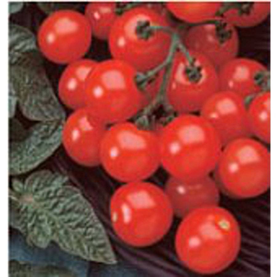 Husky Tomato Cherry Red Seeds Fresh Gardening USA SELLER - $8.59