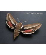 Seathorn Hawk-moth Hyles Hippophaes Female Taxidermy Framed Entomology S... - $1,379.23 MXN