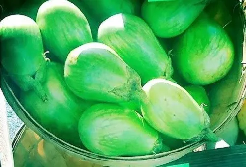 50 Green Ao Daimaru Eggplant Solanum Melongena Japanese Asian Aubergine Seeds Fr - £7.96 GBP