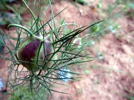 Love in a Mist - delicate nest round each bloom - $5.00