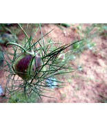 Love in a Mist - delicate nest round each bloom - $5.00