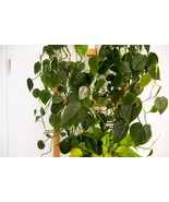 Heart Leaf Philodendron (Philodendron hederaceum var. oxycardium) - $12.39 CAD