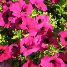 200 Pink Laura Bush Petunia Violacea Frilled Trumpet Flower Seeds US Seller Fast - $7.45