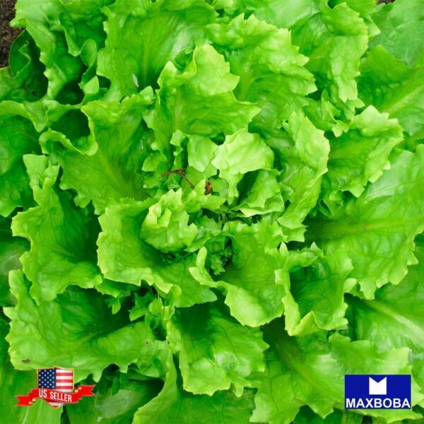 Endive Seeds Broadleaf Batavian Escarole Nongmo Heirloom Vegetable Garde... - $3.58