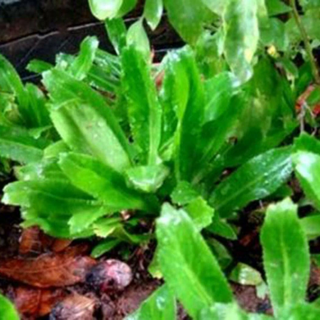 SEMILLAS DE ALCAPATE CILANTRO ANCHO CULANTRO RECAO/ALCAPATE RECAO 200++ ... - $9.35