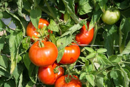 Fresh Garden Rutgers Tomato Seeds, 30 Seeds, NON-GMO, Jersey Tomato, BUY... - £7.00 GBP