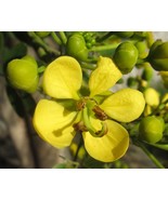 Cassia Siamea Siamese Cassia Tree Golden Yellow Flowers Seeds Easy To Gr... - $261.30 MXN