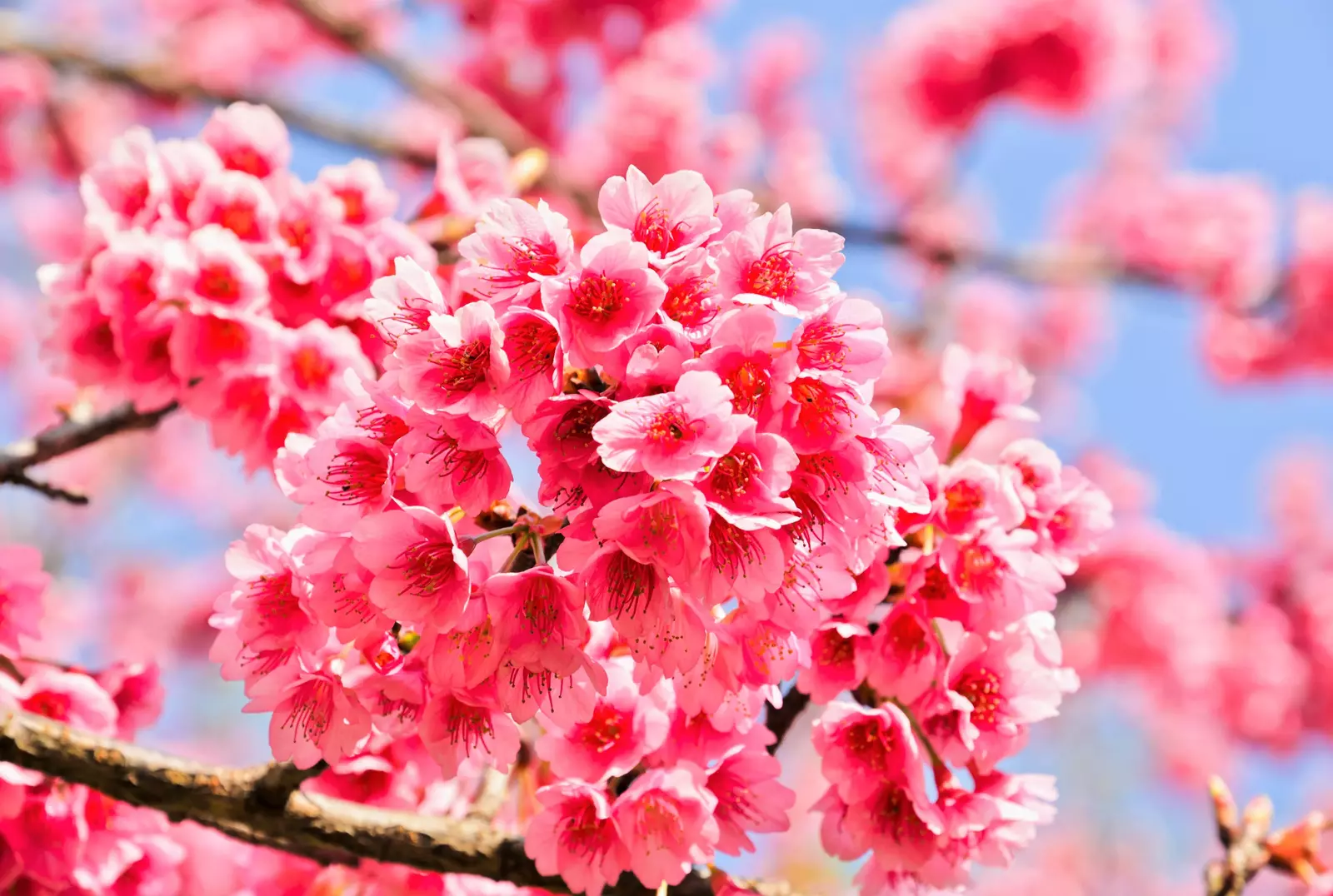 5 HIMALAYAN CHERRY Prunus Cerasoides Pink Flowers Red Fruit Tree Seeds Item image 3