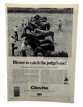 Clovite Vintage Print Ad 1970 Horse Conditioner Show Ring Fort Dodge IA - $9.95