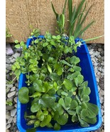 25pc KOI POND COMBO Creeping Jenny Water Lettuce Hyacinth Iris Watercres... - $57.00