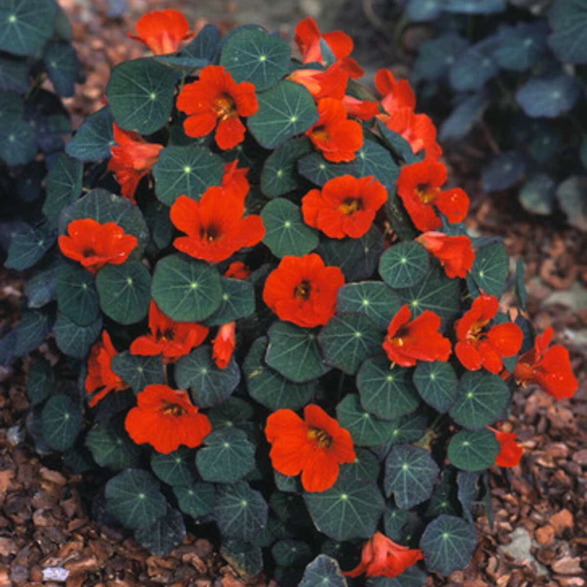 25+ EMPRESS OF INDIA NASTURTIUM SEEDS FRESH FOR YOUR FLOWER GARDENS - $3.89