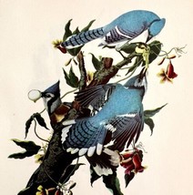 Blue Jay Bird Lithograph 1950 Audubon Antique Art Print Crows Corvid DWP6A - £27.51 GBP