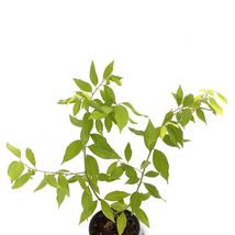 1Pcs CINNAMON Live Plant 12”-24” Cinnamomum Cassia Live Fruit Tree - $89.98