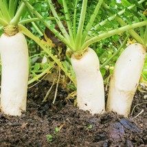 Seeds Fresh Daikon Radish Japanese Chinese White Carrot Luobo Mu Asian - $9.90