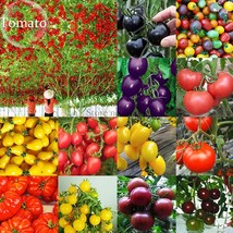 New Fresh Mixed 24 Types Organic Tomato 100 Seeds Tasty Edible Tomato E3756 - £3.68 GBP