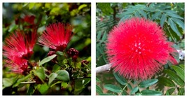 Red Mimosa Tree 10 Seeds Silk Albizia julibrissin Perennial Persian Seed - £16.78 GBP