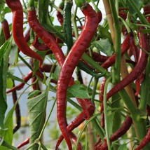 VERY HOT Long Cayenne Chilli pepper HEIRLOOM 30+ seeds 100% Organic Grow... - $4.49