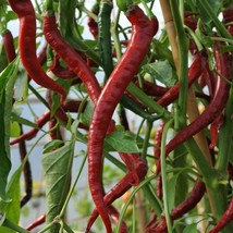 VERY HOT Long Cayenne Chilli pepper HEIRLOOM 30+ seeds 100% Organic Grow... - £3.58 GBP