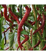 VERY HOT Long Cayenne Chilli pepper HEIRLOOM 30+ seeds 100% Organic Grow... - £3.55 GBP