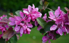 Semilir 25 Harry Baker Crabapple Seeds USA  Fast Grow From US - £8.82 GBP