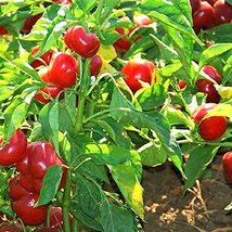 Sweet Cherry Pepper Seeds - 100 Count Seed Pack - Non-GMO - Small Veggies That O - £2.36 GBP