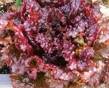800 Seeds Ruby Red Leaf Lettuce Seeds Fast Shipping - £7.22 GBP
