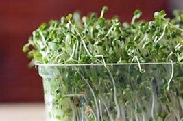 Broccoli Seeds For Sprouting Sprouts Microgreens, Organic, Non-GMO (8oz ) - £9.48 GBP