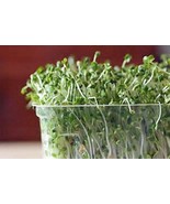 Broccoli Seeds For Sprouting Sprouts Microgreens, Organic, Non-GMO (8oz ) - £9.32 GBP