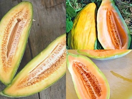 30+BANANA MELON Heirloom Fruit Vine Summer Vegetable Seeds Garden Container Easy - £13.38 GBP