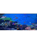 Fish Tank Screen Saver for Windows PC Computer. - £7.42 GBP