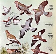 Doves &amp; Pigeons Varieties And Types 1966 Color Bird Art Print Nature #1 ... - $371.27 MXN