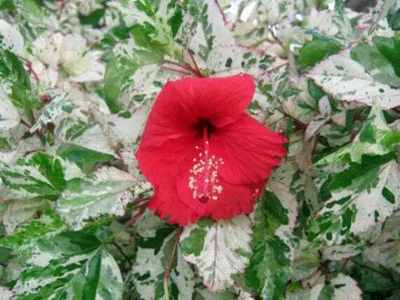 Snow Queen Tropical Hibiscus Plant Variegated Green White Leaves And Red Flower  - $39.98