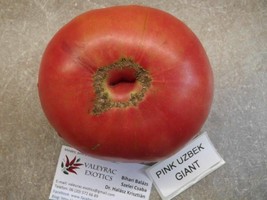 Pink Giant Tomato from Uzbekistan - 5+ seeds - P 213 - £1.72 GBP