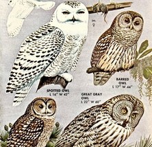 Large Earless Owls Varieties And Types 1966 Color Bird Art Print Nature ... - £15.72 GBP