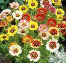 Fresh 200+Chrysanthemum Painted Daisy Mix Seeds White Purple Red Yellow Patio/ S - £4.51 GBP