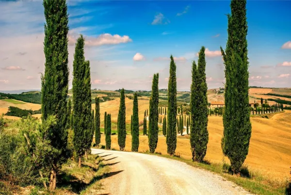 Fresh 100 Italian Cypress Seeds For Planting Exotic Evergreen Tree Seeds To Grow - £16.02 GBP