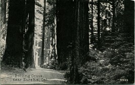 Vtg Postcard 1900s UDB Eureka California CA Bolling Grove Humboldt Redwoods Park - $17.77