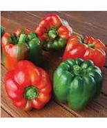 KBT Ozark Giant Sweet Peppers Seeds 20 Seeds Non Gmo Fruit Herb Flo Bulk... - €16,98 EUR