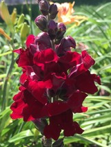 500 seeds Snapdragon Dark Red Annual Instant Heirloom Appeal Quick Garde... - $8.35